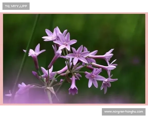 探索小满节气：感受自然之美与生命律动的和谐交响